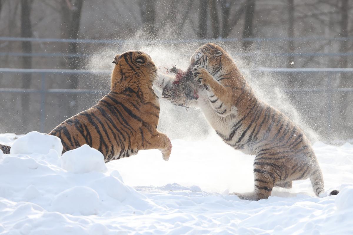 China tigre nieve