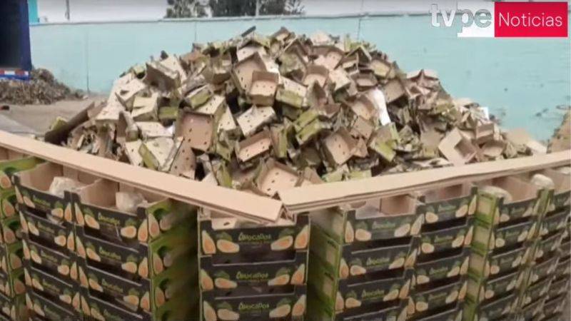 Alcaloide de cocaína