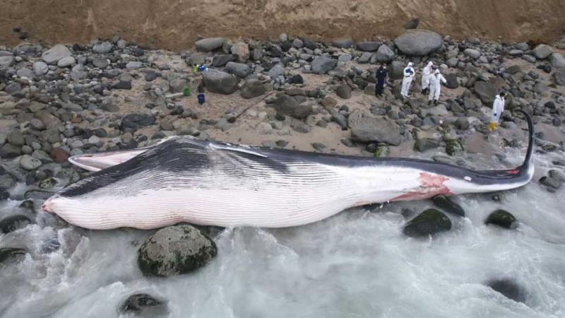 Punta Hermosa: abren investigación por tráfico ilegal de especies tras hallazgo de ballena 