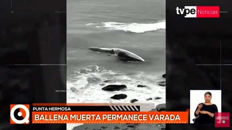 Punta Hermosa: ballena muerta permanece varada en playa Señoritas