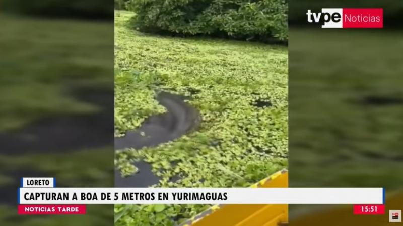 Loreto: capturan y sacrifican boa de 5 metros en Yurimaguas