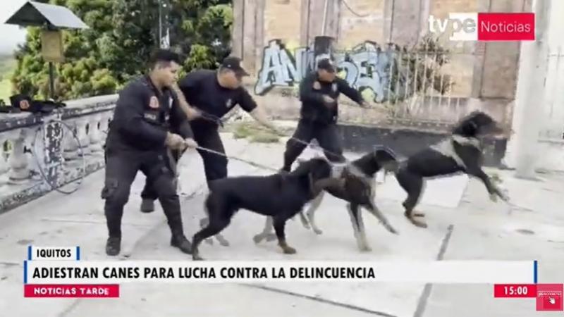 canes lucha contra la delincuencia 