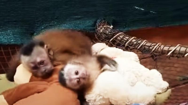 monos bebes 