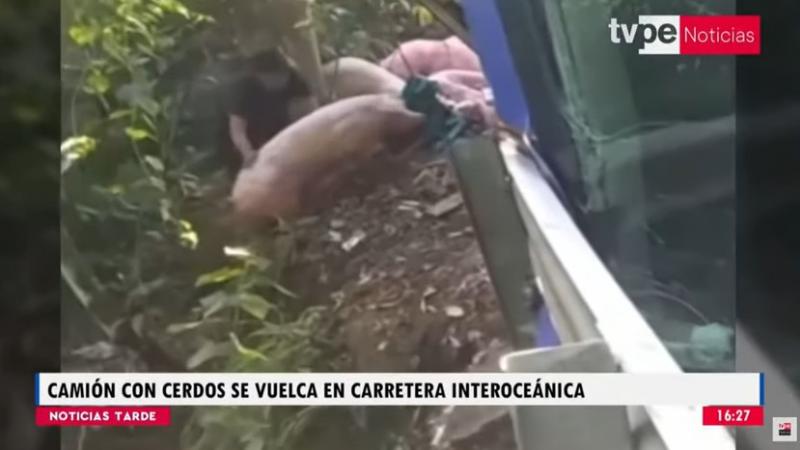 San Martín: camión que transportaba cerdos se volcó en la carretera Interoceánica