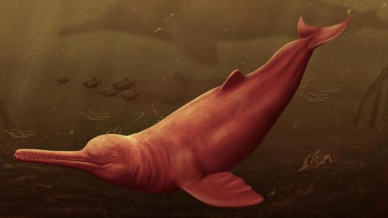 delfin mas grande de la historia del peru 