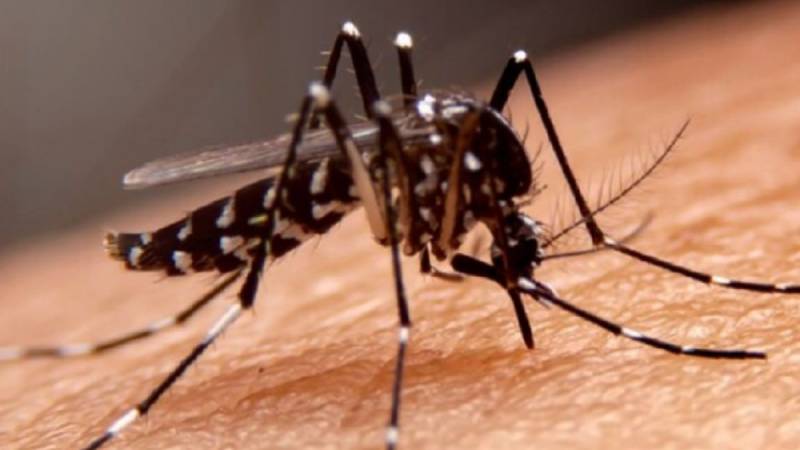 dengue