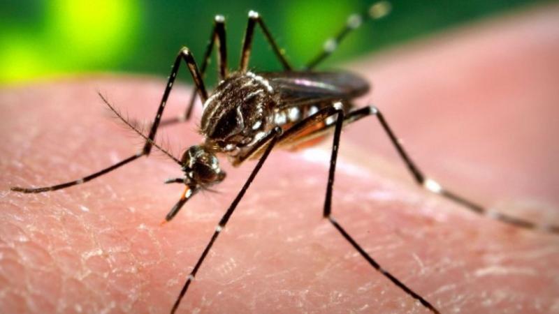 explosion de casos de dengue en brasil
