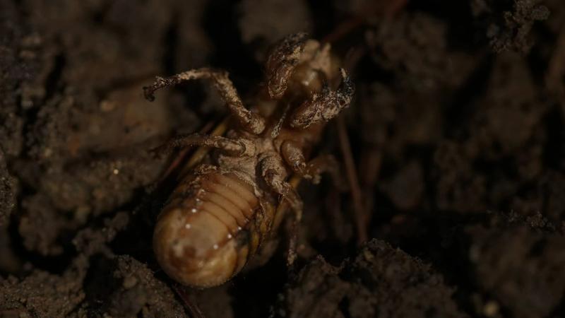 Estados Unidos se prepara para la invasión de insectos "Cicada Geddon"