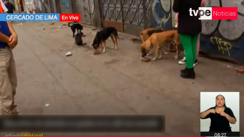 Perritos rescatados incendio La Victoria adopción animal 