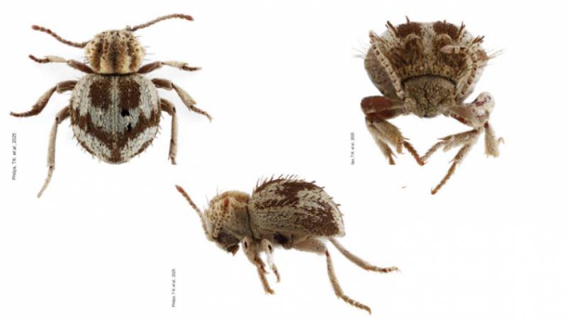 escarabajo