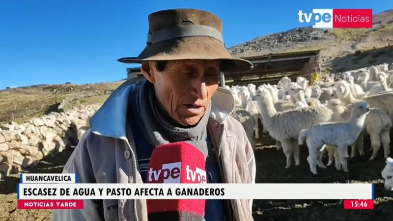 Huancavelica: escasez de agua y pasto afecta a ganaderos