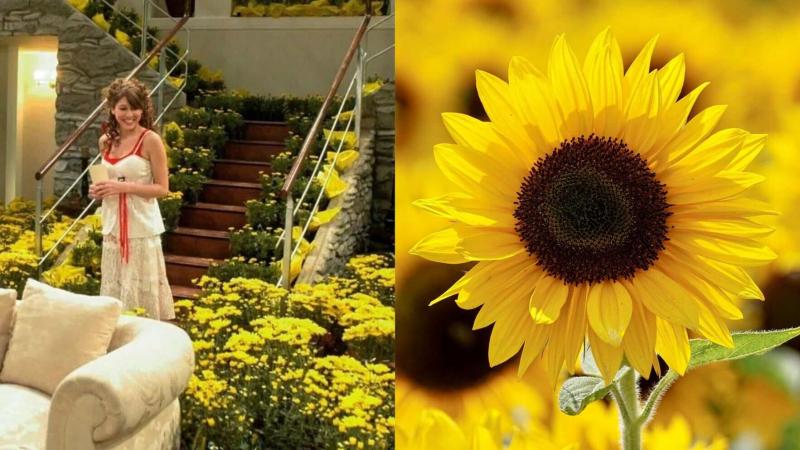 Flores Amarillas 21 de setiembre Floricienta Tik Tok redes sociales música televisión telenovelas series Argentina