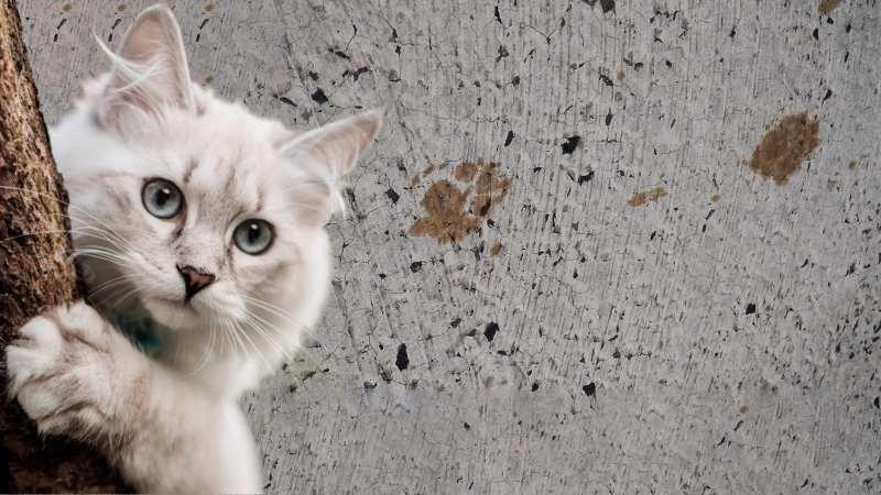 GATO RADIACTIVO