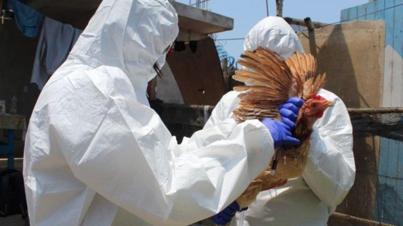 Gripe aviar en la Libertad 