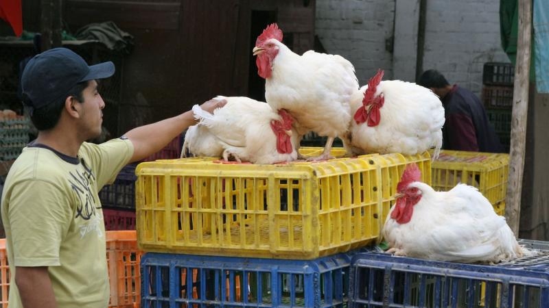 Moquegua: Senasa declara cuarentena temporal por influenza aviar en una zona de Ilo