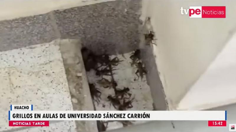 Huacho: presencia de grillos interrumpe clases en la universidad José Faustino Sánchez Carrión 