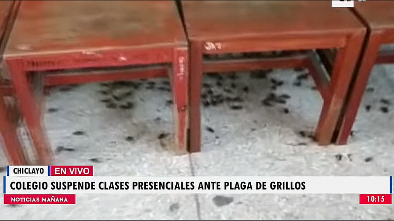 PLAGA DE GRILLOS