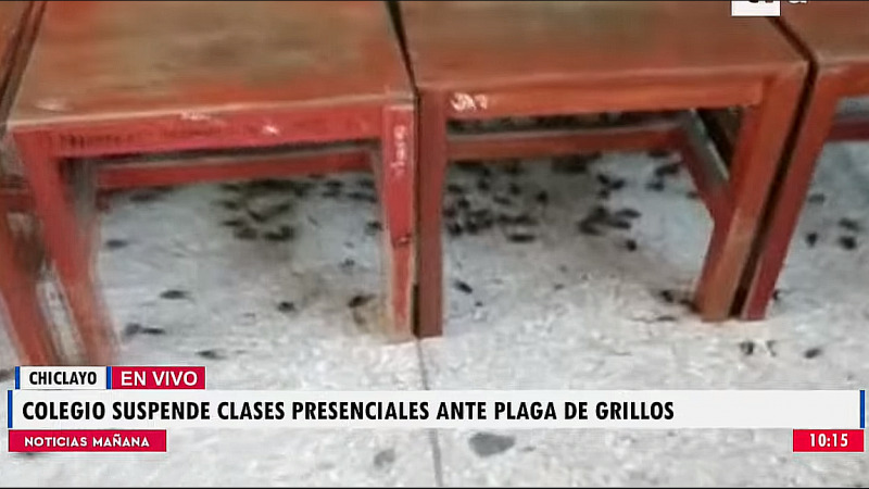 PLAGA DE GRILLOS 