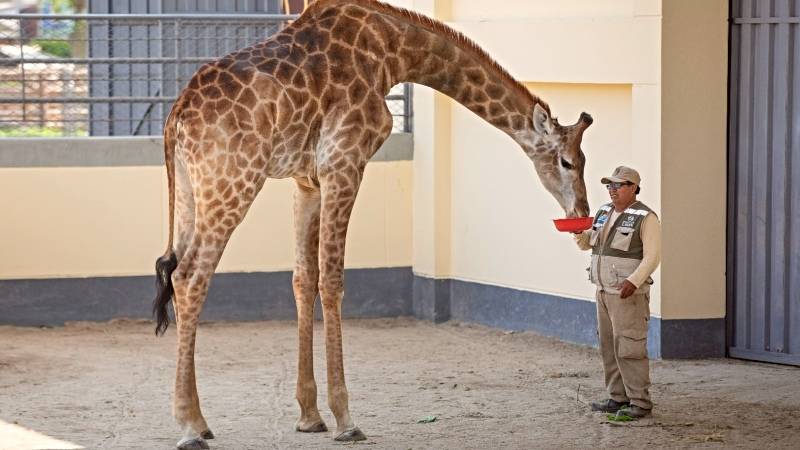 jirafa zoológico animales