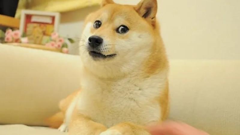 Kabosu