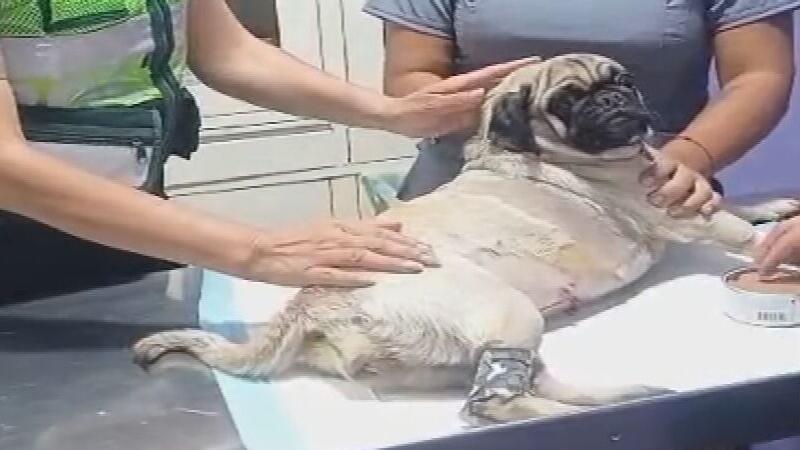 La Victoria maltrato animal Policía Nacional Fiscalía de la Nación Veterinaria Video
