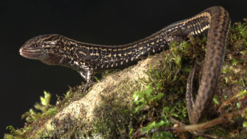 lagartija 