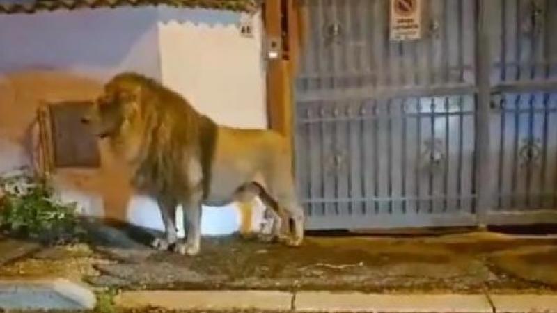 leon se escapa de circo en italia