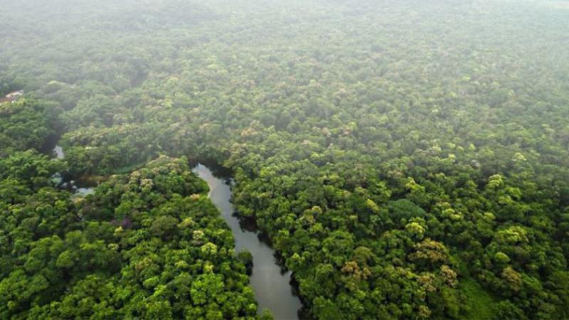 LLUVIA EN LA SELVA