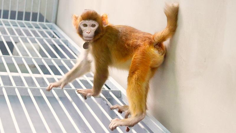 Clonación  China monos macacos 
