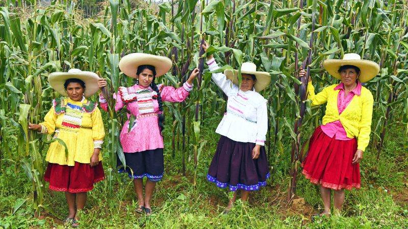 midagri agricultura plantas papas campesinos