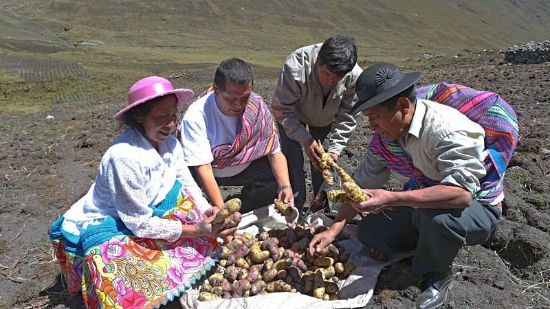 midagri cosecha cultivo