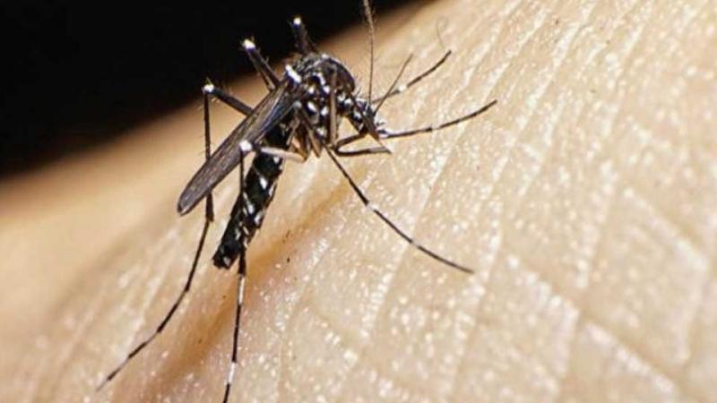 Minsa  alerta epidemiológica  dengue
