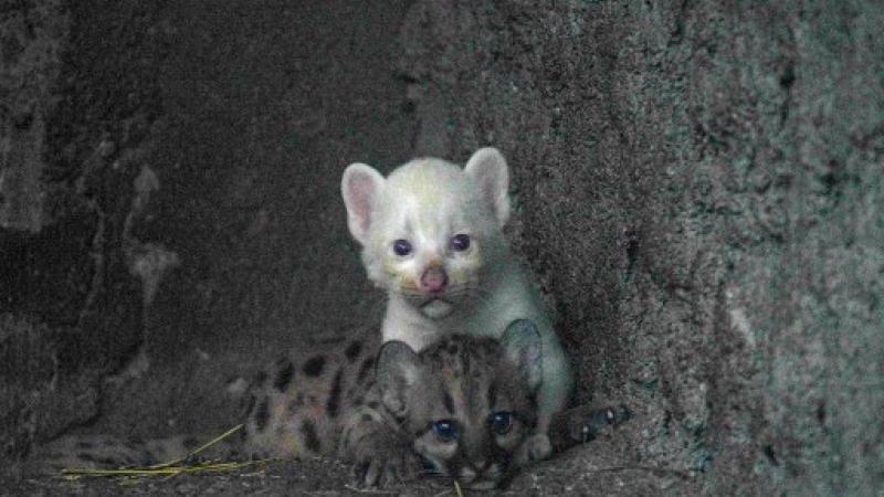Nicaragua Zoológico puma puma albino animales