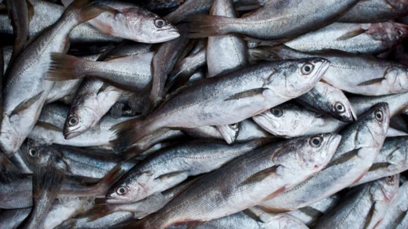 Biología marina: ¿cómo se clasifican los peces?