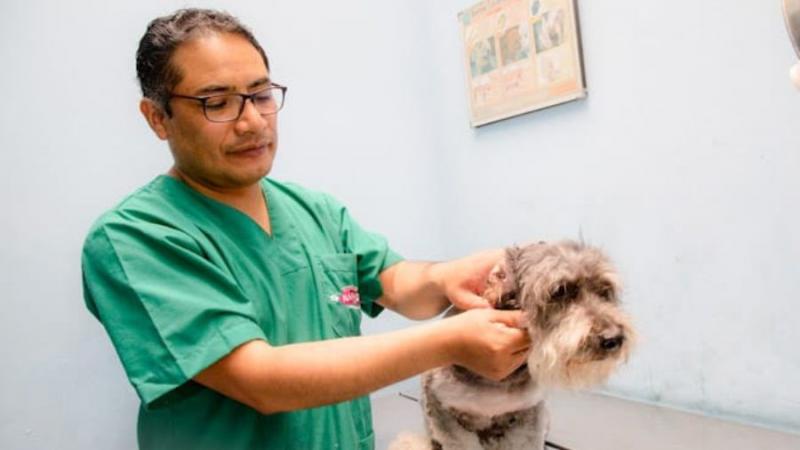 Minsa aprueba directiva sanitaria que regula la intervención quirúrgica en mascotas