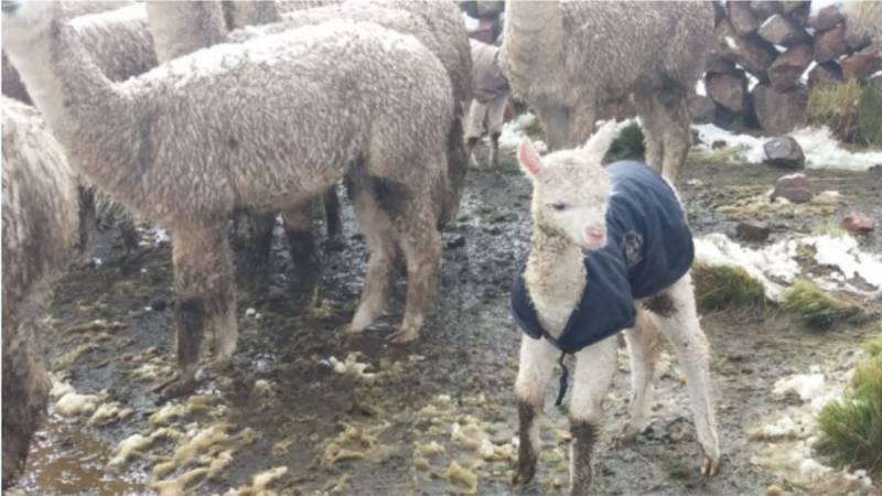 Lluvias podrían afectar la población pecuaria en la sierra
