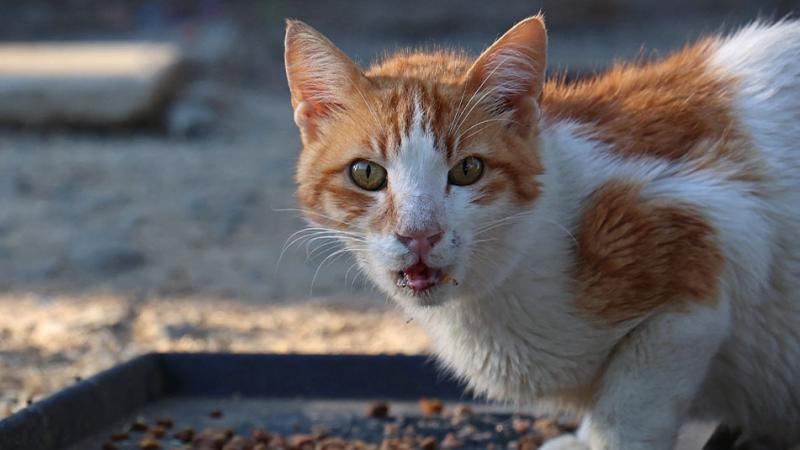 La OMS alerta de un número elevado de gatos infectados con gripe aviar en Polonia