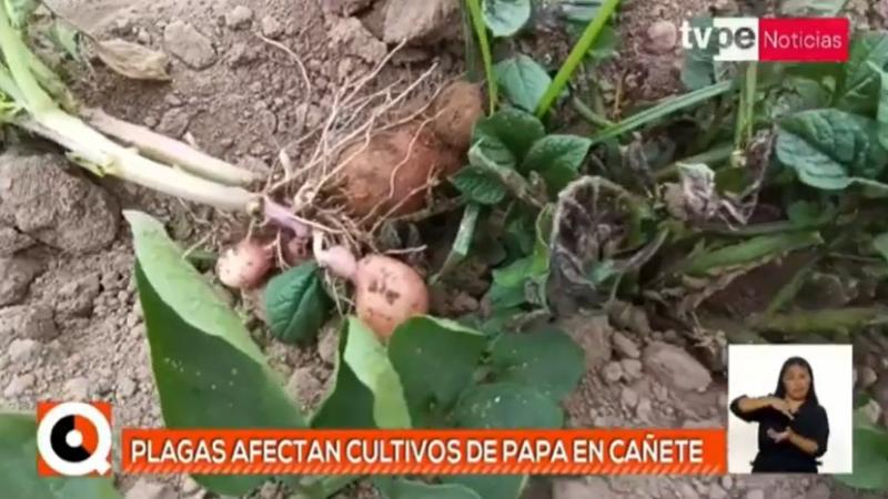 Cañete: 1200 hectáreas de cultivo de papa afectadas por el cambio climático