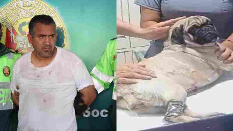 CASO PERRITA DACHI