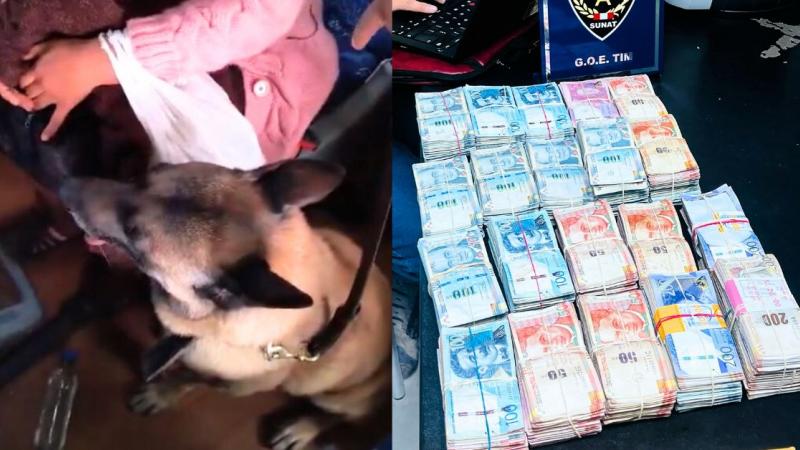perro dinero