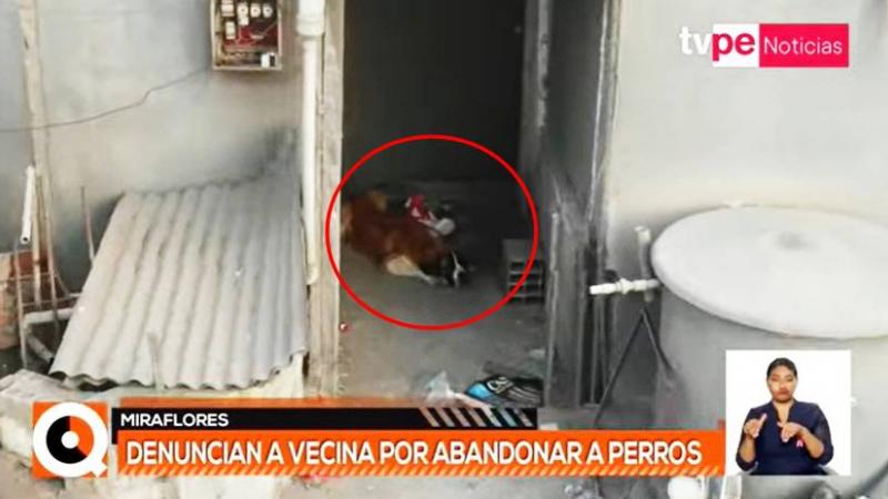 Miraflores: denuncian a vecina por abandonar a perros en un techo 