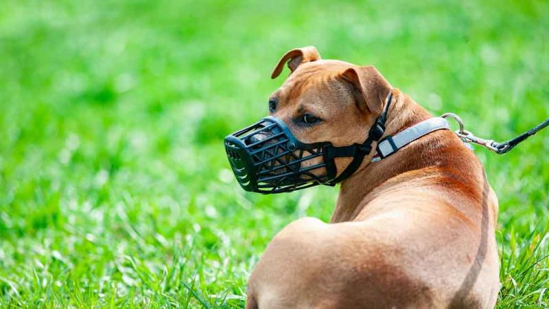 Miraflores: sancionarán a dueños de perros de razas peligrosas por pasearlos sin bozal
