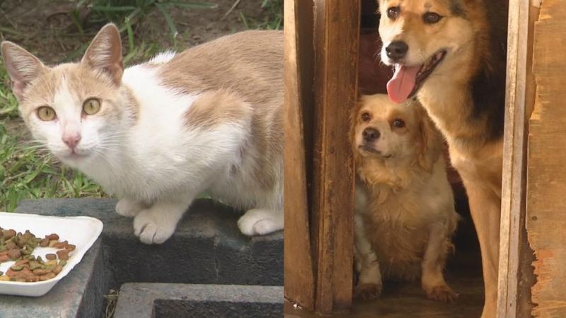 Perros Gatos esterilización mascotas tenencia responsable Ministerio de Salud Normas Legales El Peruano Salud pública