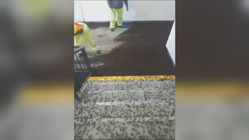 Piura Chulucanas Hospital de Chulucanas Grillos Plaga de grillos Fenómeno El NiñoLluvias