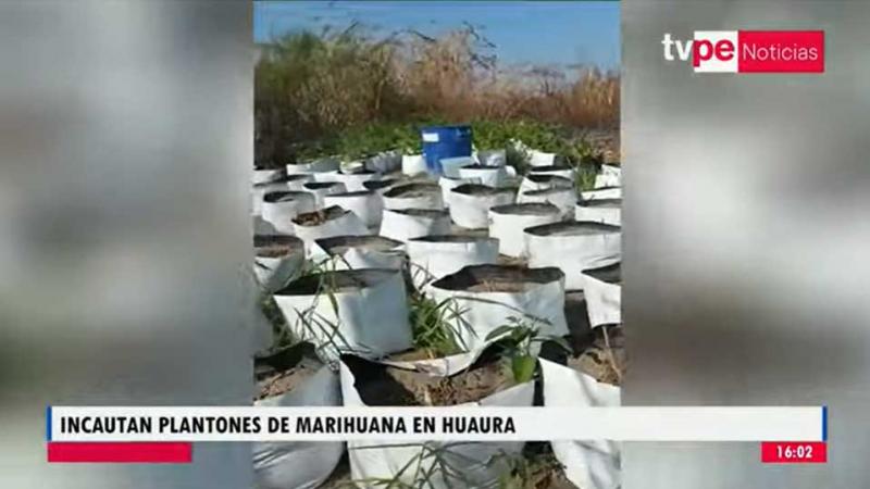 Huaura : incautan plantones de droga listos para ser comercializados