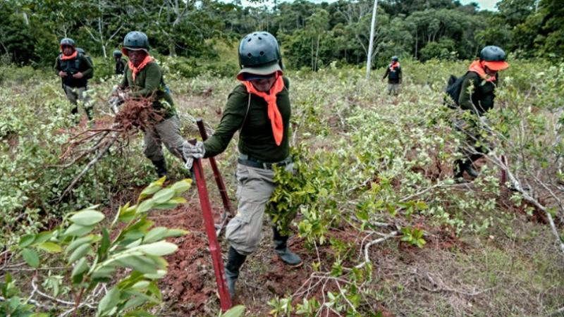 Agentes de la Policía Nacional destruyendo campos de cultivo de Marihuana