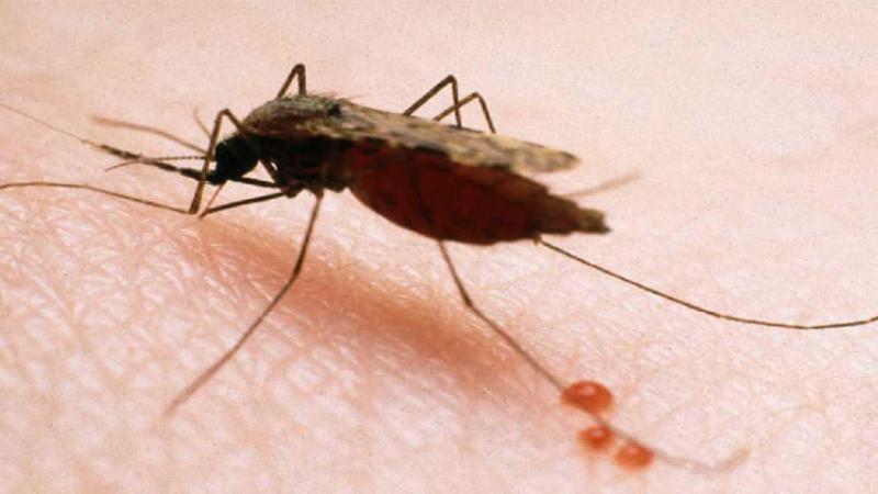 Reducir En 70 Los Casos De Malaria En El Peru Es La Meta Del Minsa Para Este Ano Tvperu