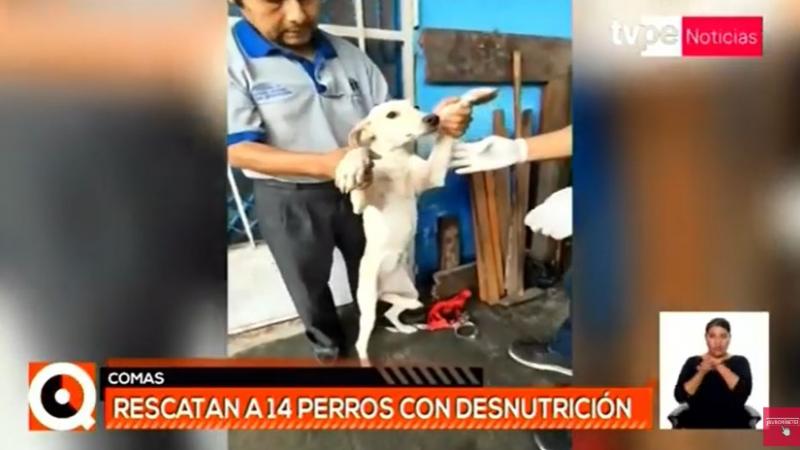 Comas: rescatan a 14 perros en estado de abandono 