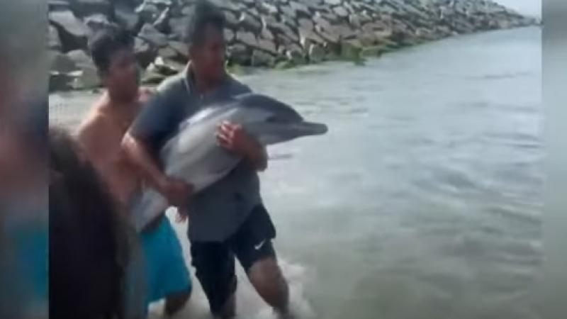 rescate delfin ancash