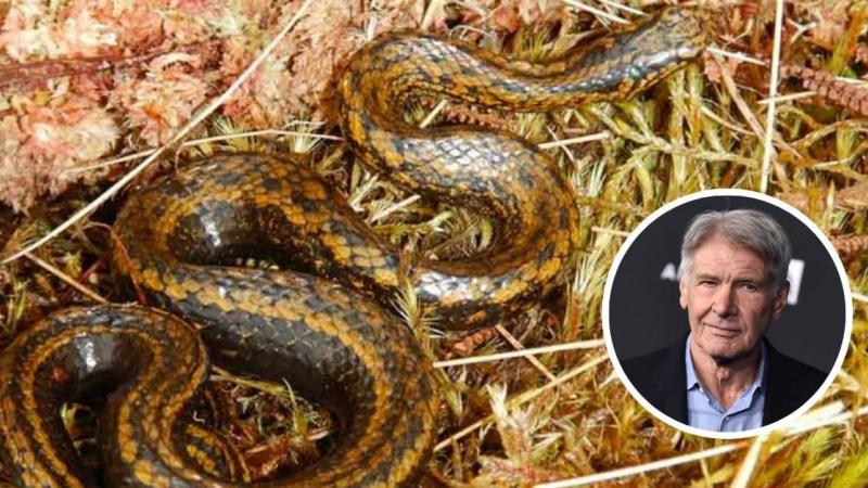 Descubren una nueva especie de serpiente en Perú y la bautizan como "Harrison Ford"